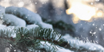 Christmas Collection