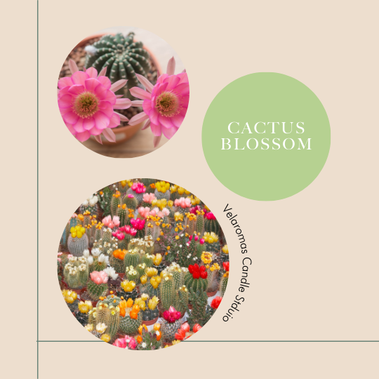 Cactus Blossom - Luxury Candle